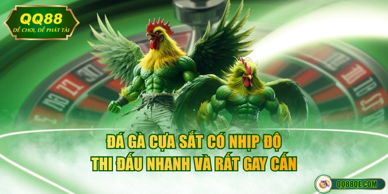Đá gà cựa sắt có nhịp độ thi đấu nhanh và rất gay cấn